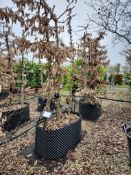common hornbeam, Trgh L 1M x2