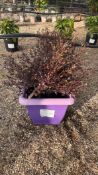 New Zealand myrtle 'Red Dragon', 0020L/P