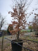 common hornbeam, 0160L