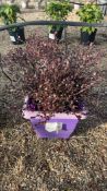 New Zealand myrtle 'Red Dragon', 0020L/P