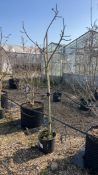 Ficus carica Brogiotto Bianco, 0015L x2