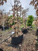 common hornbeam, Trgh L 1M x2