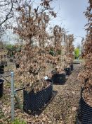 common hornbeam, Trgh L 1M x4