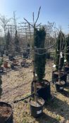 Ficus carica Brogiotto Bianco, 0025L