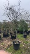 quince 'Champion', 0090L