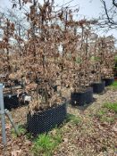 common hornbeam, Trgh L 1M x2