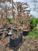 common hornbeam, Trgh L 1M x2