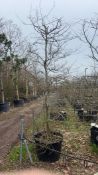 common hornbeam, 0160L
