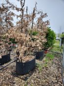 common hornbeam, Trgh L 1M x2