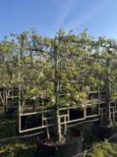 Callery pear 'Chanticleer', AP90cm x3