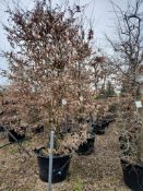 common hornbeam, 0160L x4