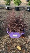 New Zealand myrtle 'Red Dragon', 0020L/P