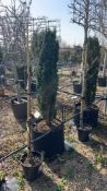 Ficus carica Brogiotto Bianco, 0025L x2