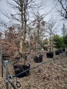 common hornbeam, 0160L x3