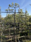 Callery pear 'Chanticleer', AP90cm x2