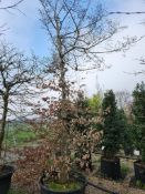 common hornbeam, 0160L