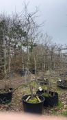 common hornbeam, 0160L