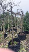 Callery pear 'Chanticleer', AP90cm x2