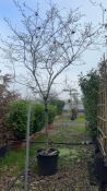 quince 'Champion', 0090L