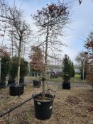common hornbeam, 0090L