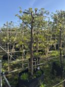 Callery pear 'Chanticleer', AP90cm x2