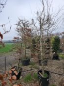common hornbeam, 0090L x2