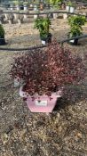 New Zealand myrtle 'Red Dragon', 0020L/P