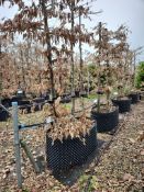 common hornbeam, Trgh L 1M x2