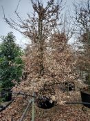 common hornbeam, 0160L