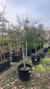 quince 'Vranja', 0110L