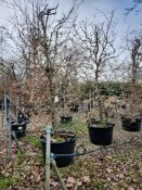 common hornbeam, 0160L x2