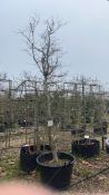 common hornbeam, 0160L