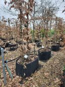 common hornbeam, Trgh L 1M x2