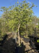 quince 'Champion', 0090L x2
