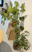 An Assortment of 10 x Living and Artificial Plants of Various Size - From an Artisanal Bistro and