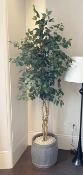 1 x Realistic Premium Artificial Ficus Tree with Planter - Ref: OWO017 / LNG+DIN - CL1079 -