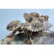 Chinese Soapstone Brushwasher with flowering lotus, early C20th - Image 6 of 10