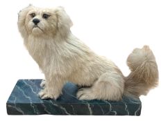 Taxidermy - A 19th century Pekingese dog upon a painted wooden base, H 28cm x L 37cm approx.