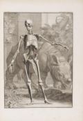 Bernhard Siegfried Albinus, Tabulae sceleti et musculorum corporis humani