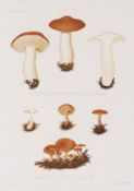 Elias Magnus Fries, Icones selectae Hymenomycetum nondum delineatorum