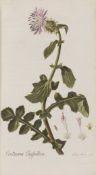Johann Jacob Römer, Flora Europaea inchoata