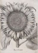 Basilius Besler, Hortus Eystettensis