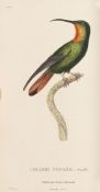 René Primavère Lesson, Histoire naturelle des colibris - Les trochilidées