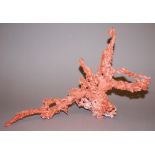 Chinesischer Korallenbaum mit Vögeln in blühenden Zweigen