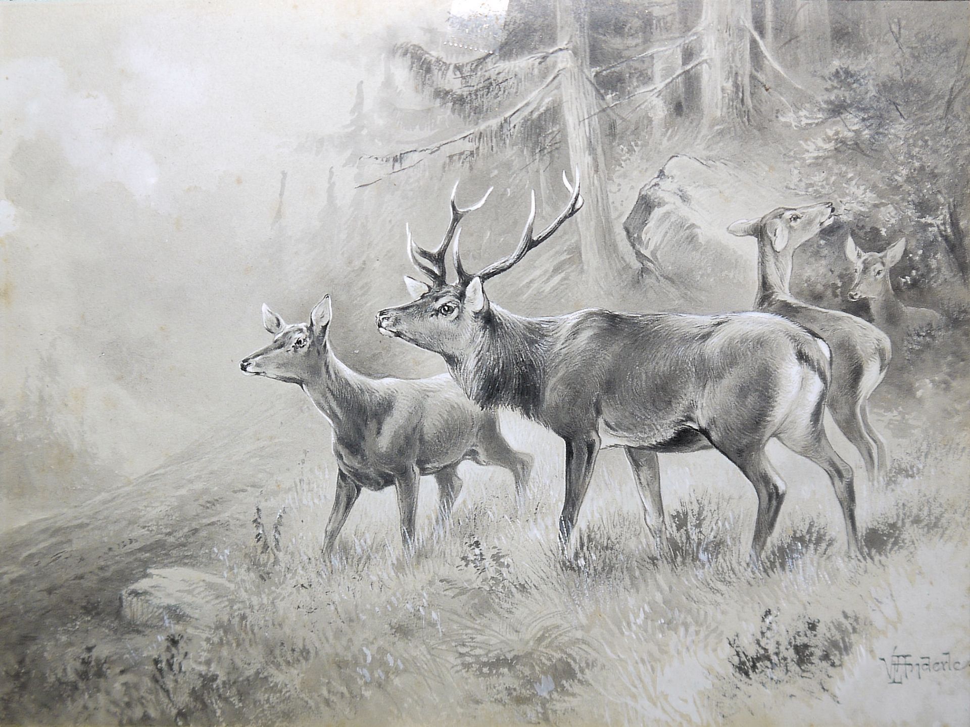 Václav Anderle, Wildscheine & Rotwild, zwei lavierte Tuschezeichnungen, alt gerahmt & Wildschwein- - Bild 6 aus 7