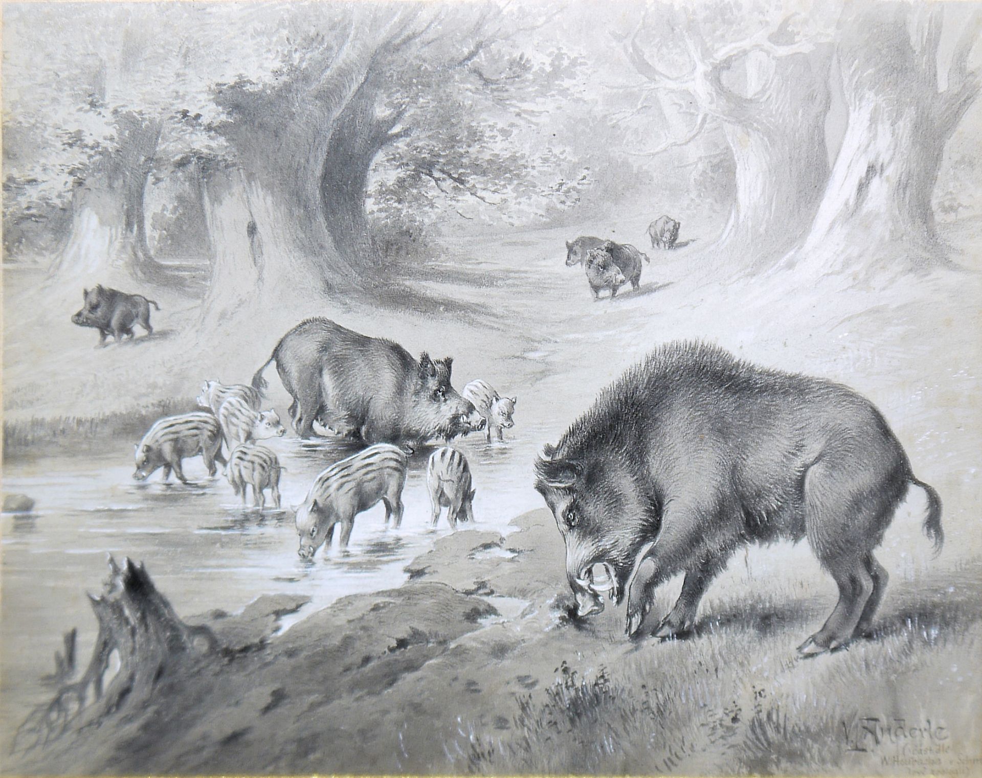 Václav Anderle, Wildscheine & Rotwild, zwei lavierte Tuschezeichnungen, alt gerahmt & Wildschwein- - Bild 4 aus 7