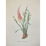 Salvador Dalì, "Kniphofia aphrodisiaca", sign. Kaltnadelradierung auf Heliogravure von 1972 