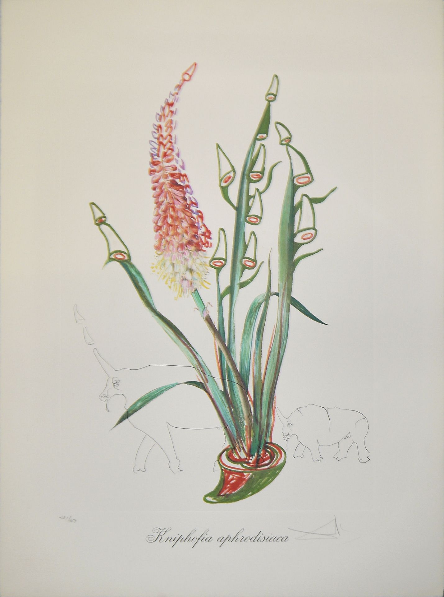 Salvador Dalì, "Kniphofia aphrodisiaca", sign. Kaltnadelradierung auf Heliogravure von 1972 