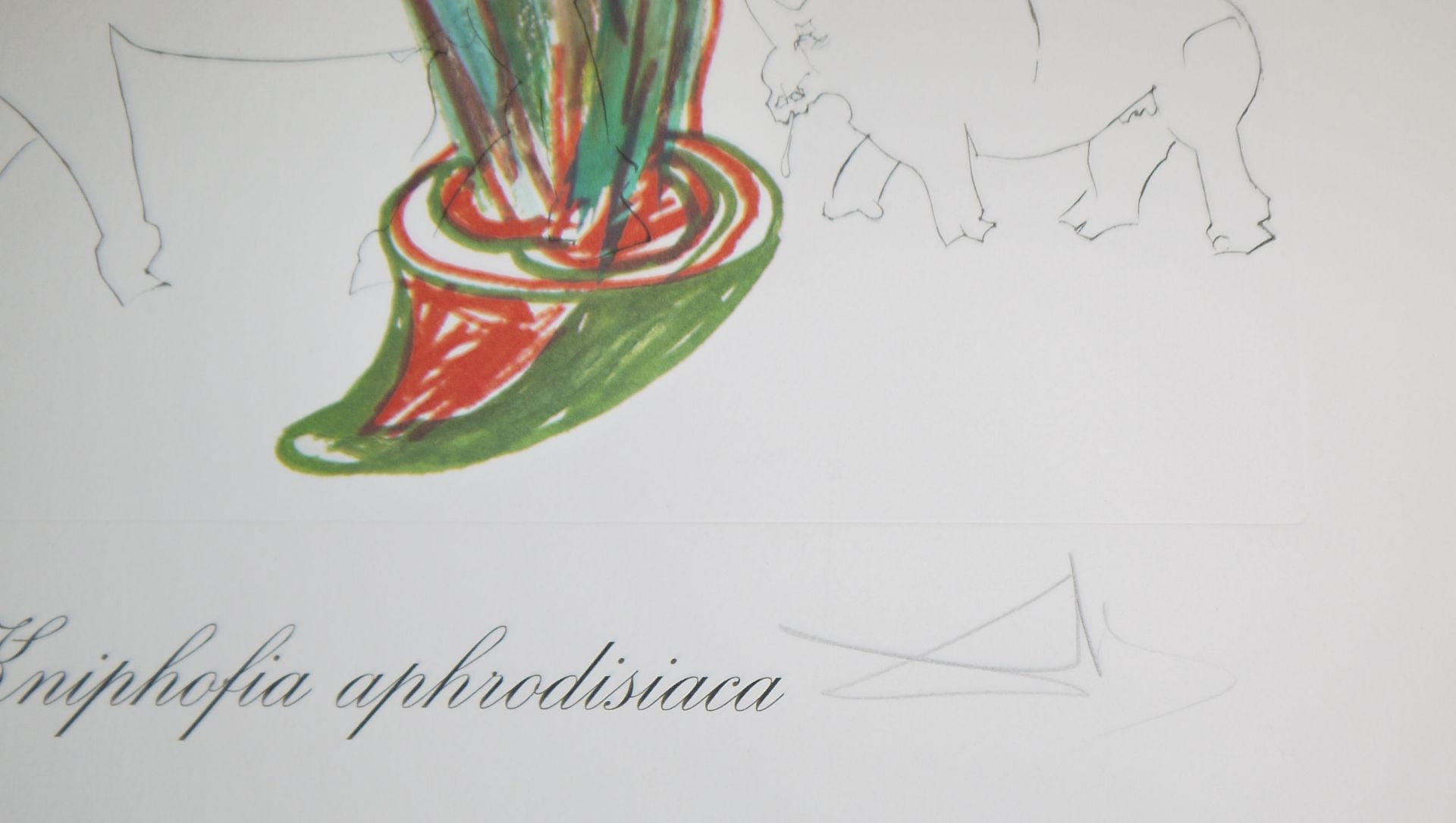 Salvador Dalì, "Kniphofia aphrodisiaca", sign. Kaltnadelradierung auf Heliogravure von 1972  - Bild 2 aus 2