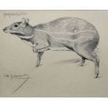 Wilhelm Kuhnert, Zwergmoschustier, signierte Bleistiftzeichnung, gerahmt